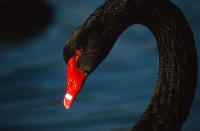 Close-up of swan in lake