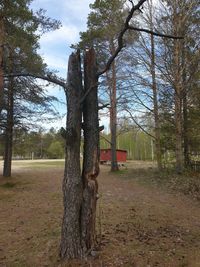 Trees on field against sky