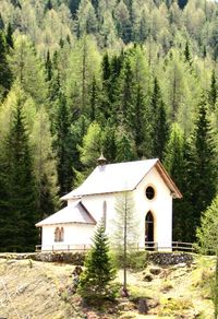 House and trees in forest