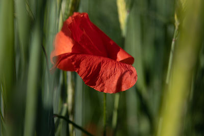 Close-up of red rose flower