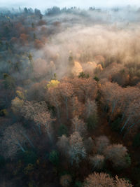 Mountain forest in low clouds at sunrise in autumn. hills with red and orange trees in fog. aerial 