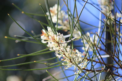 Close-up of white flowers on tree