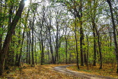 Road amidst trees in forest