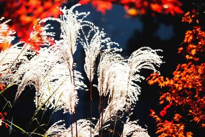 Close-up of red leaves