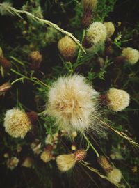 Close-up of white dandelion