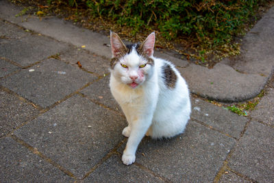 High angle portrait of cat on street