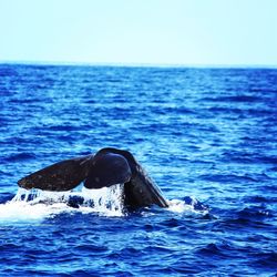 Whale in sea against sky