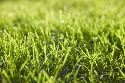 Full frame shot of grass