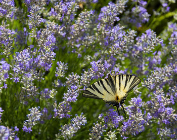 Close-up of butterfly pollinating on purple flowering plant