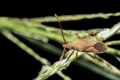 Close-up of bug on plant 