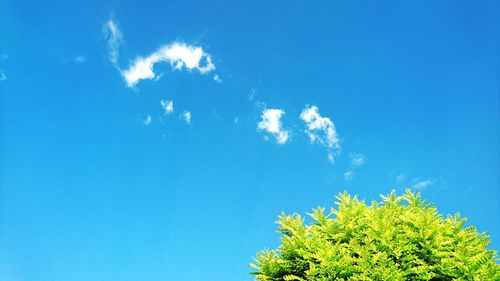 Low angle view of tree growing against blue sky