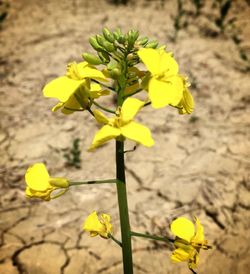 Close-up of yellow flowers