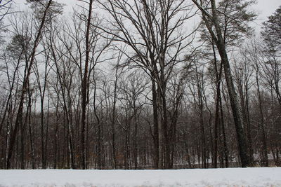 Bare trees on snow covered field during winter