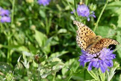 Butterfly on purple flower