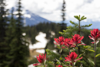 Close-up of pink flowers