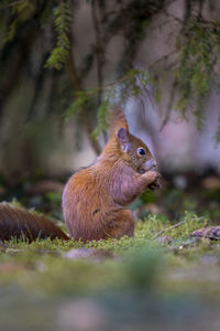 Close upmost a squirrel under a tree
