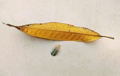 High angle view of yellow leaf on white background