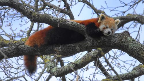 Low angle view of red panda in the wild