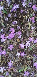 High angle view of purple flowering plants