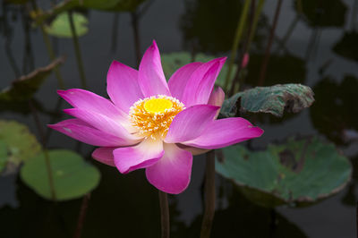 High angle close-up of lotus water lily growing in pond