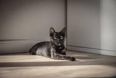 Portrait of cat sitting on floor at home