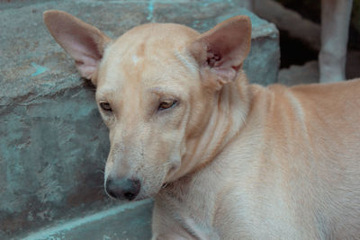 Close-up portrait of a dog looking away