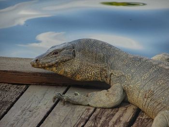 Close-up of lizard