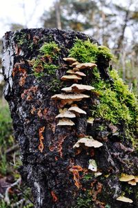 Close-up of moss growing on tree trunk