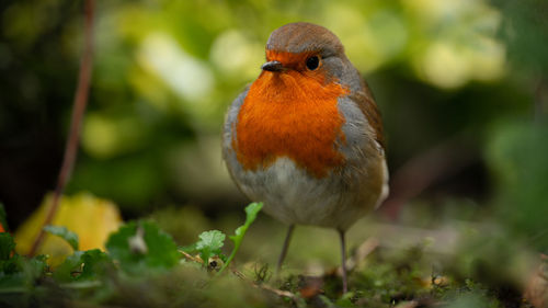 Close-up of bird perching on plant