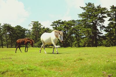 Sheep grazing on grassy field