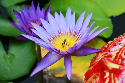 Close-up of bee pollinating on purple flower