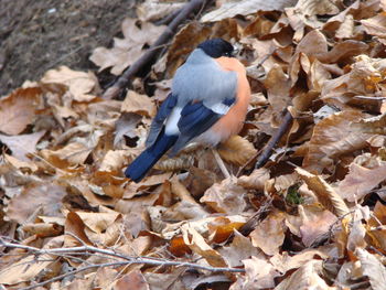 High angle view of bird perching on dry leaves