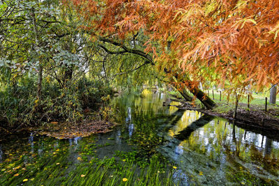 Scenic view of lake in forest