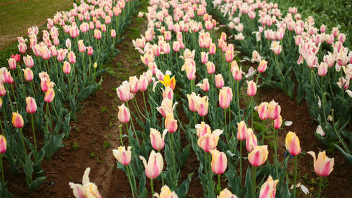 Close-up of pink tulips on field