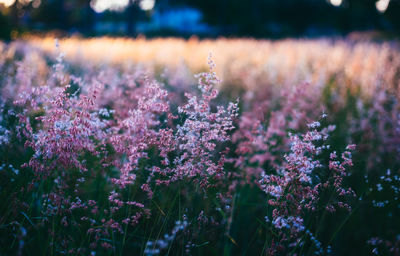 Close-up of purple flowering plants on field