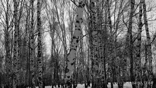 Full frame shot of bare trees against sky