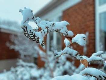 Close-up of snow covered plant against building