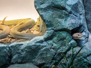 Close-up of lizard on rock