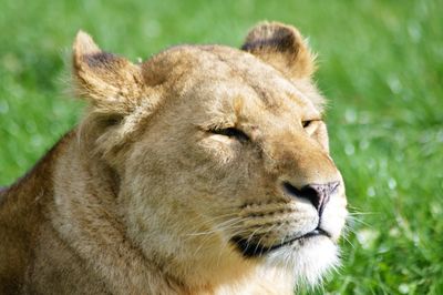 Close-up of lion relaxing outdoors