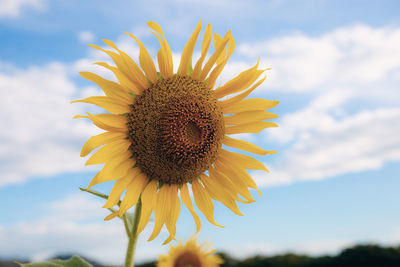 Close-up of sunflower against sky