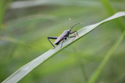 Close-up of grasshopper on leaf