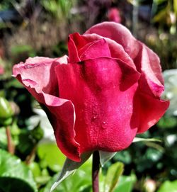 Close-up of pink rose blooming outdoors