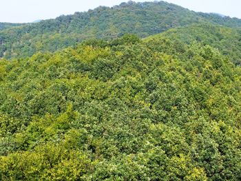 Scenic view of forest