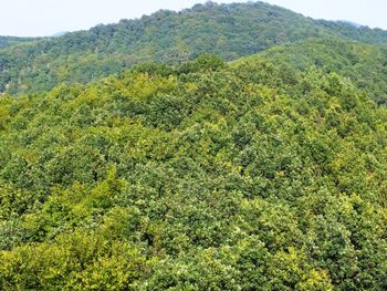 Scenic view of forest