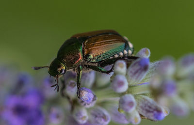 Close-up of insect on purple flower