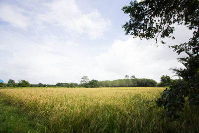 Scenic view of agricultural field against sky