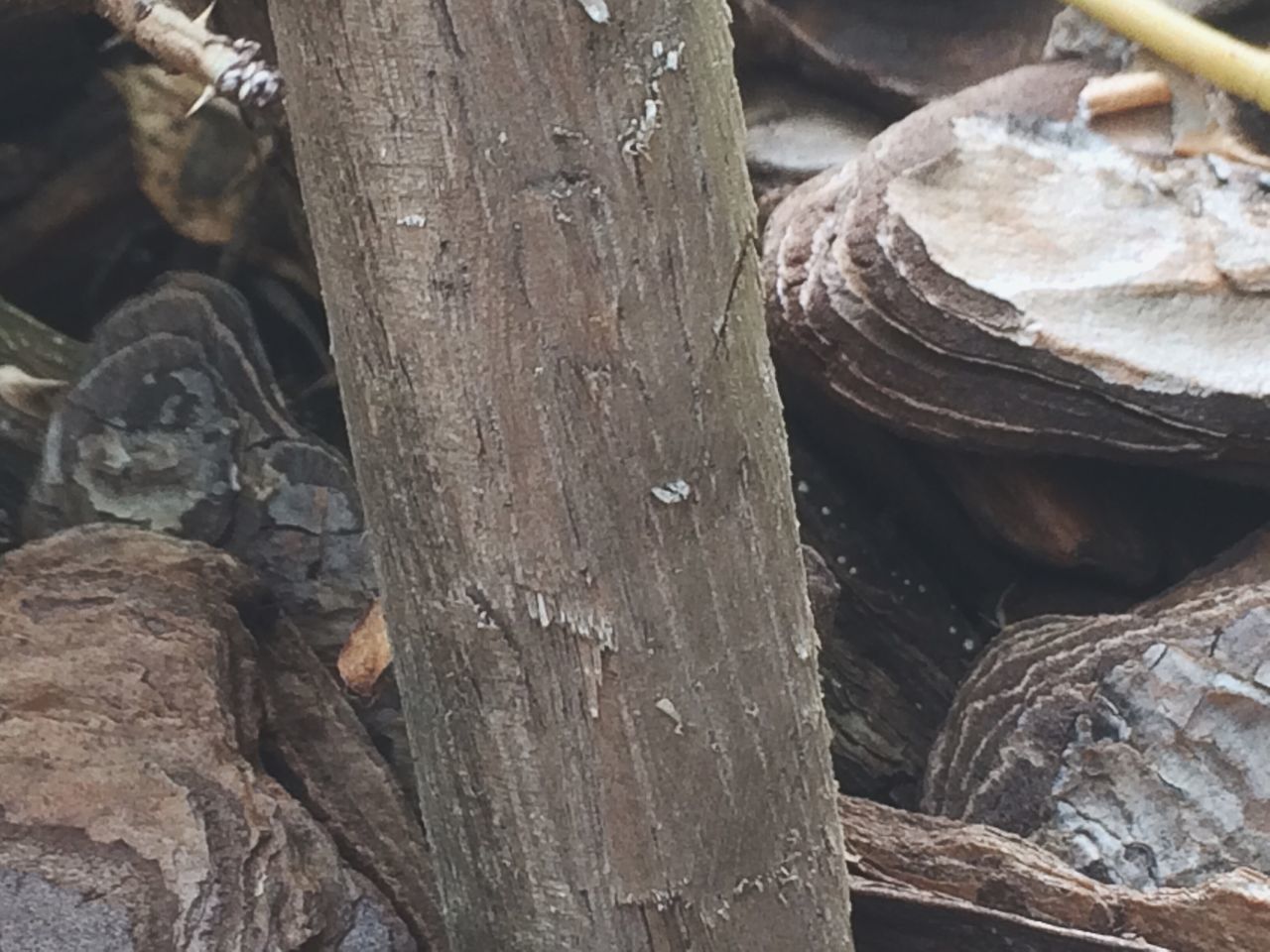 CLOSE-UP OF LOG