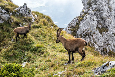 Alpine ibex