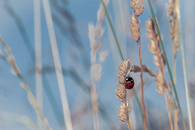 animal wildlife
