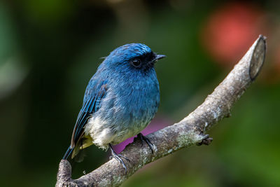 Close-up of bird perching on branch